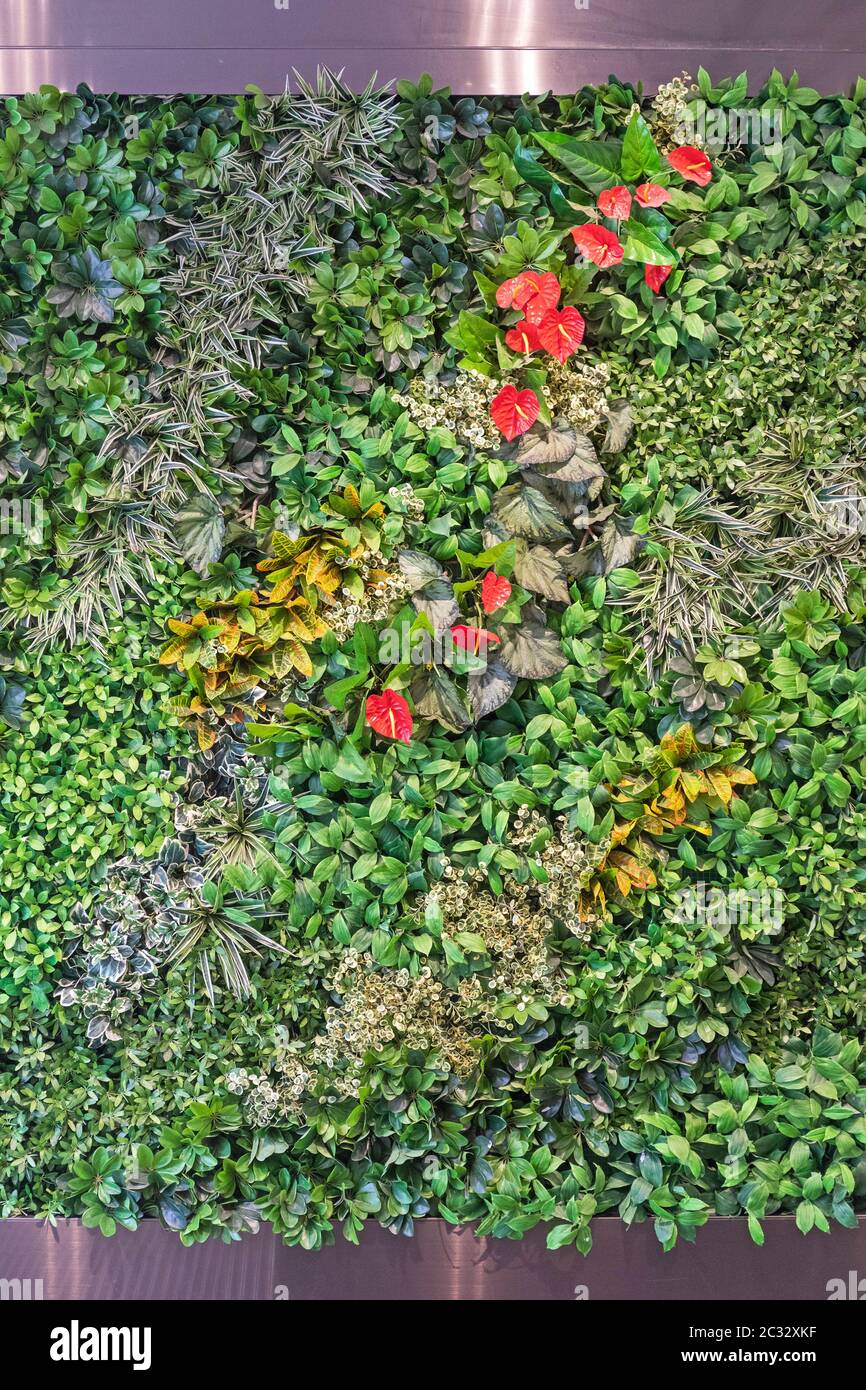 Vertical Wall Green Garden Flowers and Plants Stock Photo - Alamy