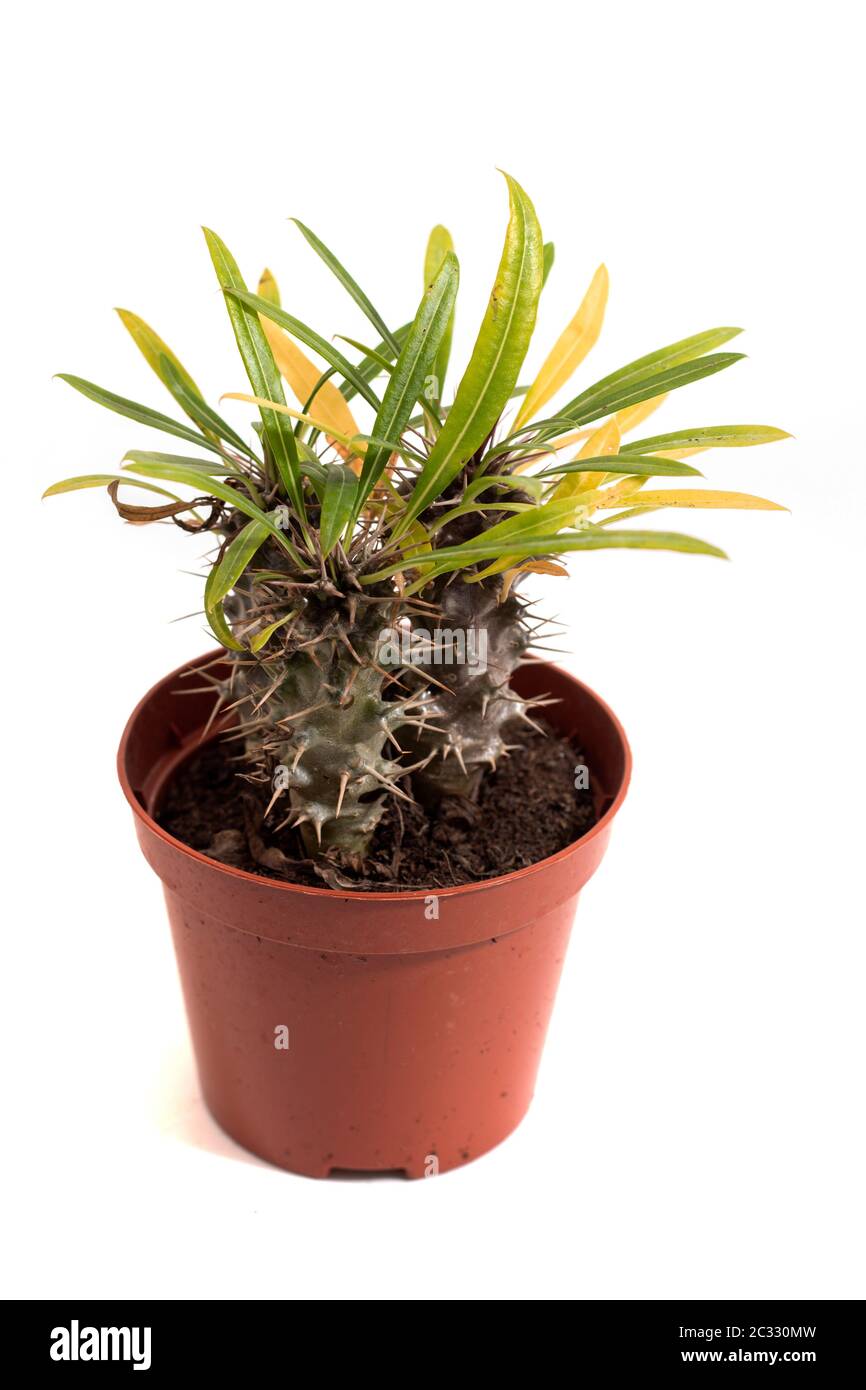 Close up view of a tiny cactus succulent plant isolated on a white background. Stock Photo