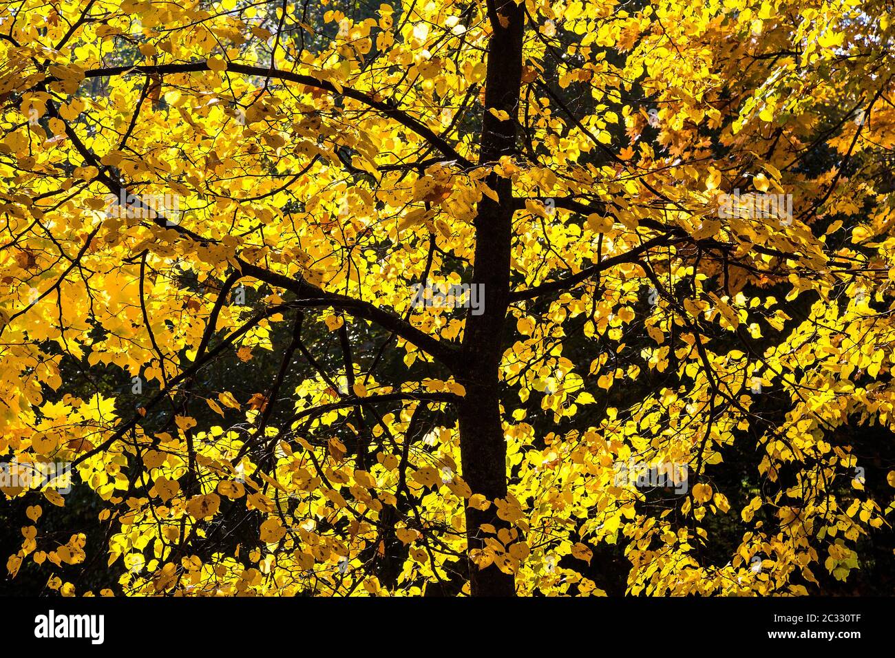 Beautiful yellow leaves hi-res stock photography and images - Alamy