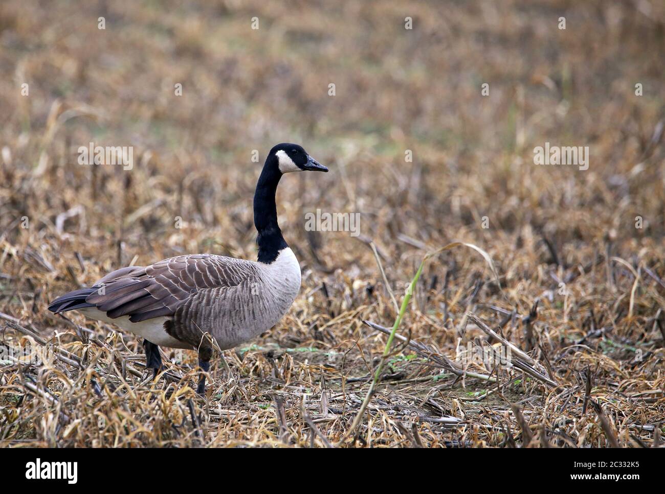 Canada goose Branta canadensis on harvested field Stock Photo