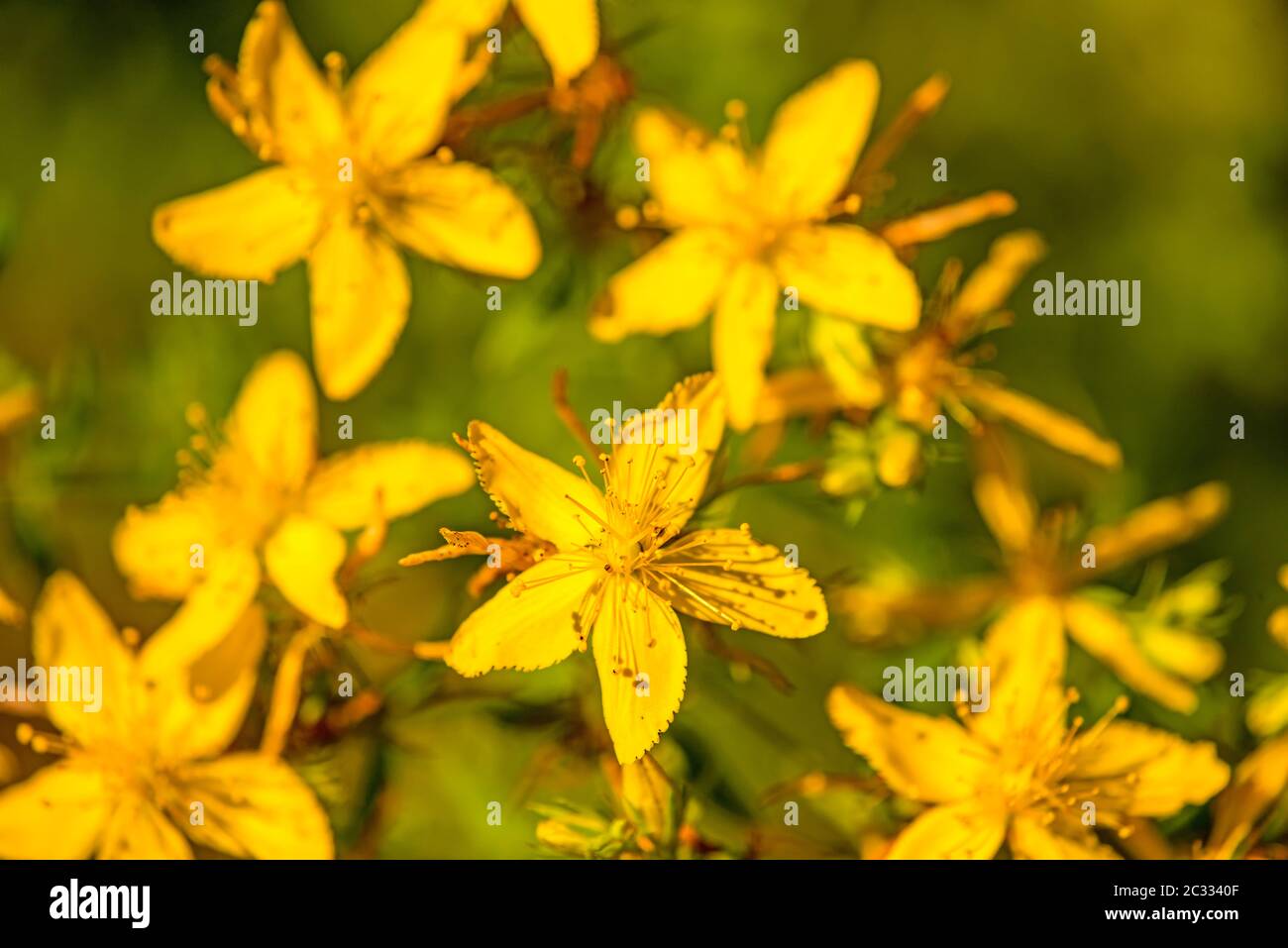 St. John wort, medicinal plant with flower Stock Photo Alamy