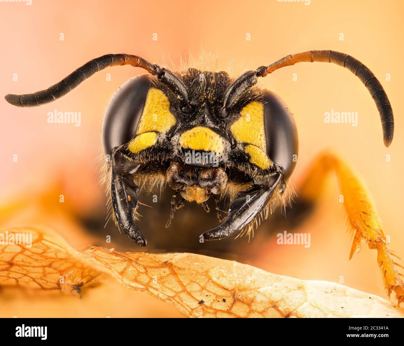 Macro Focus Stacking portrait of Sand Tailed Digger Wasp. Her Latin name is Cerceris arenaria. Stock Photo