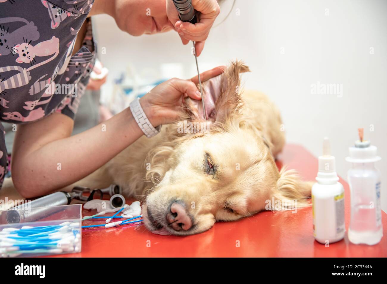 examination of a dog's ear in a veterinary office Stock Photo Alamy
