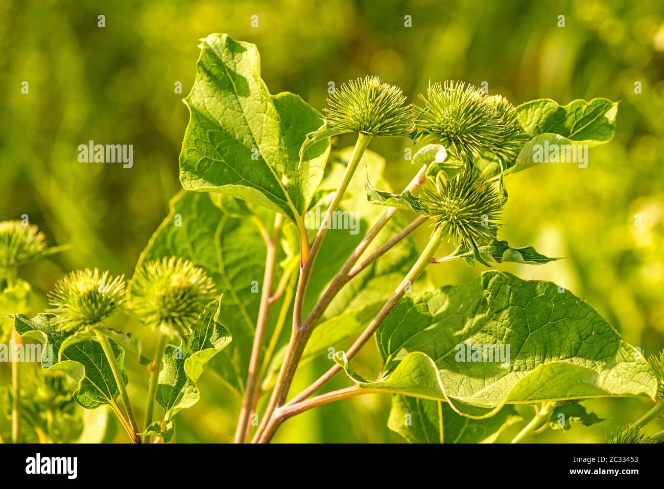 medicinal herb greater burdock with flower Stock Photo