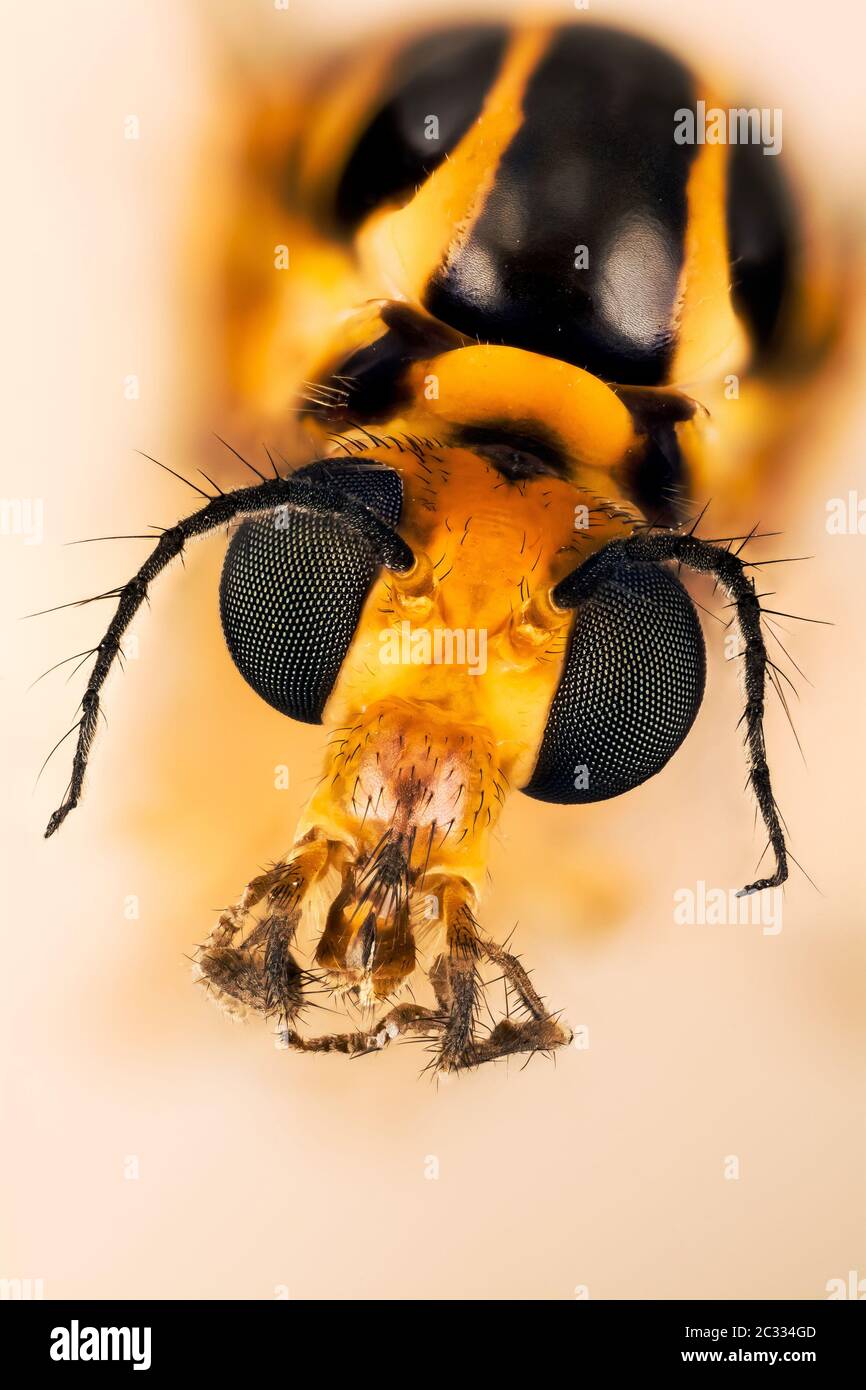 Macro Focus Stacking portrait of Spotted Crane-Fly. His Latin name is Nephrotoma appendiculata. Stock Photo