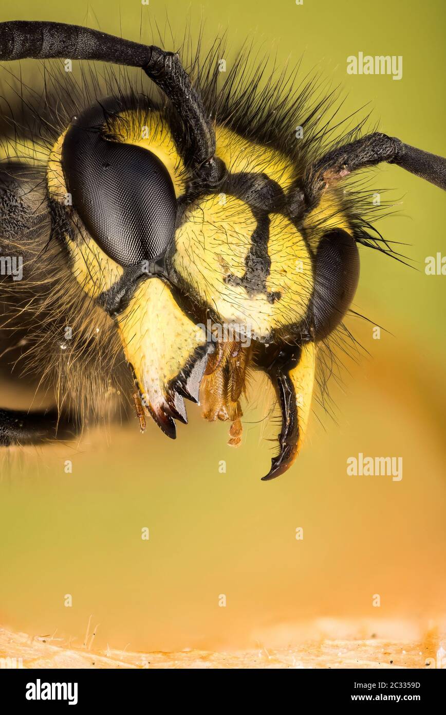 Macro Stacking Focus portrait of Common Wasp. Her Latin name is Vespula vulgaris. Stock Photo