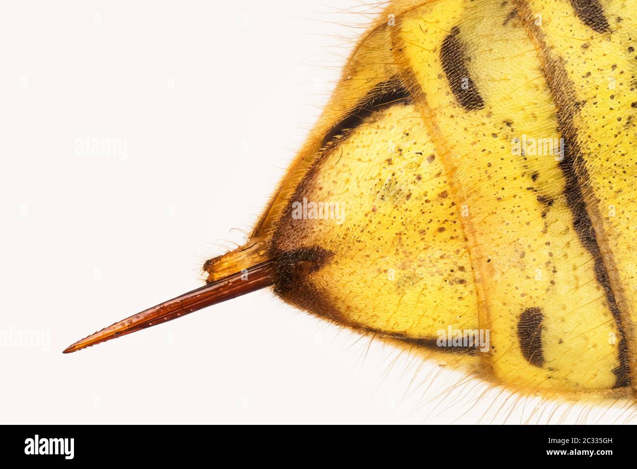 Macro Stacking Focus shot of STING of Common Wasp. Her Latin name is Vespula vulgaris. Stock Photo