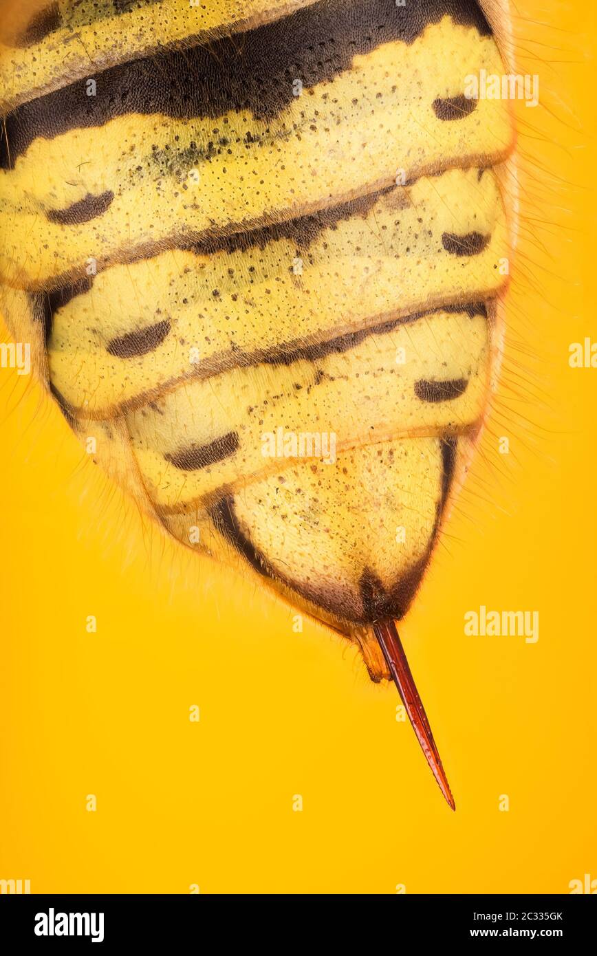 Macro Stacking Focus shot of STING of Common Wasp. Her Latin name is Vespula vulgaris. Stock Photo