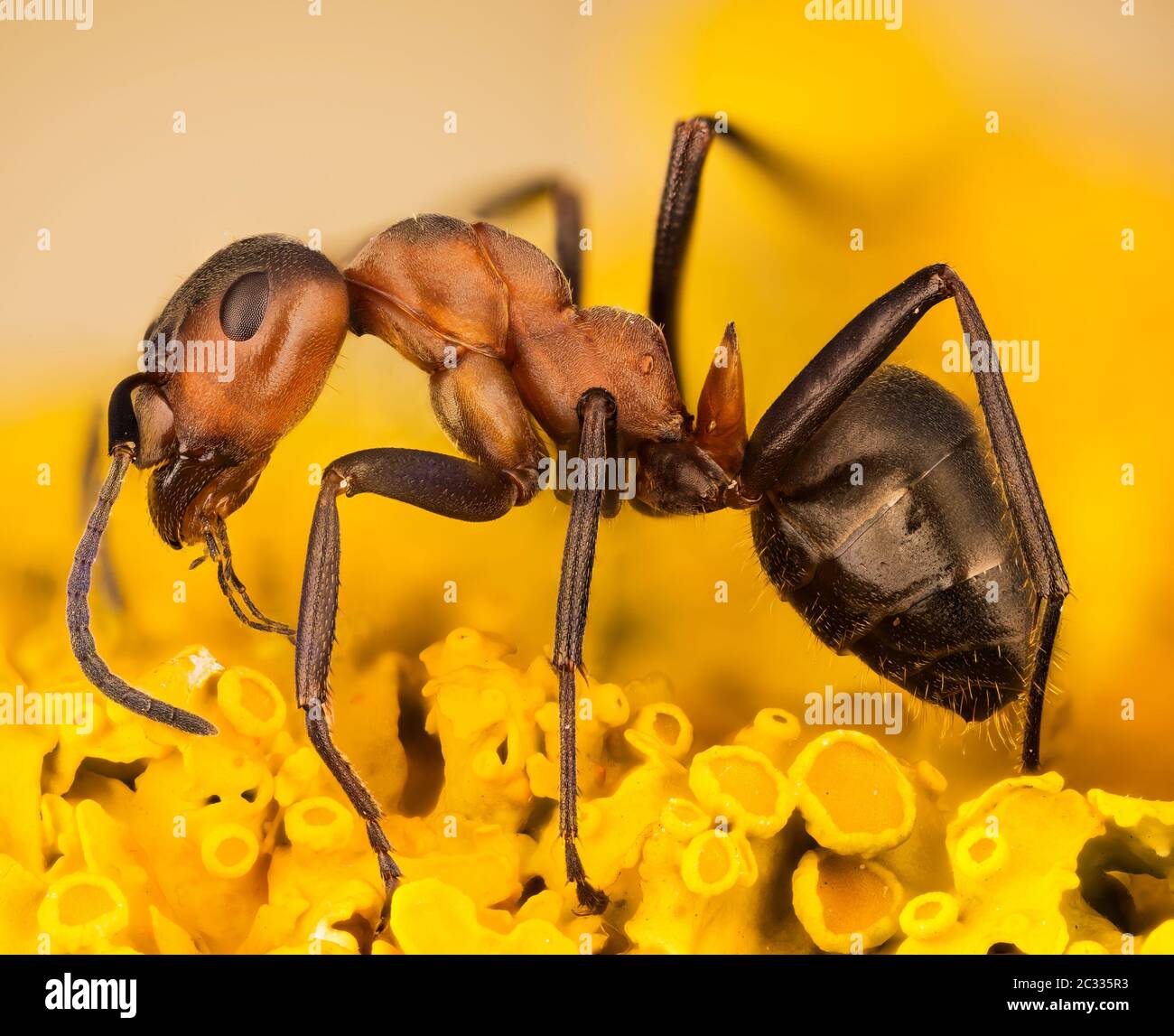 Macro Focus Stacking Portrait of Red Wood Ant. Her Latin name is Formica rufa. Stock Photo