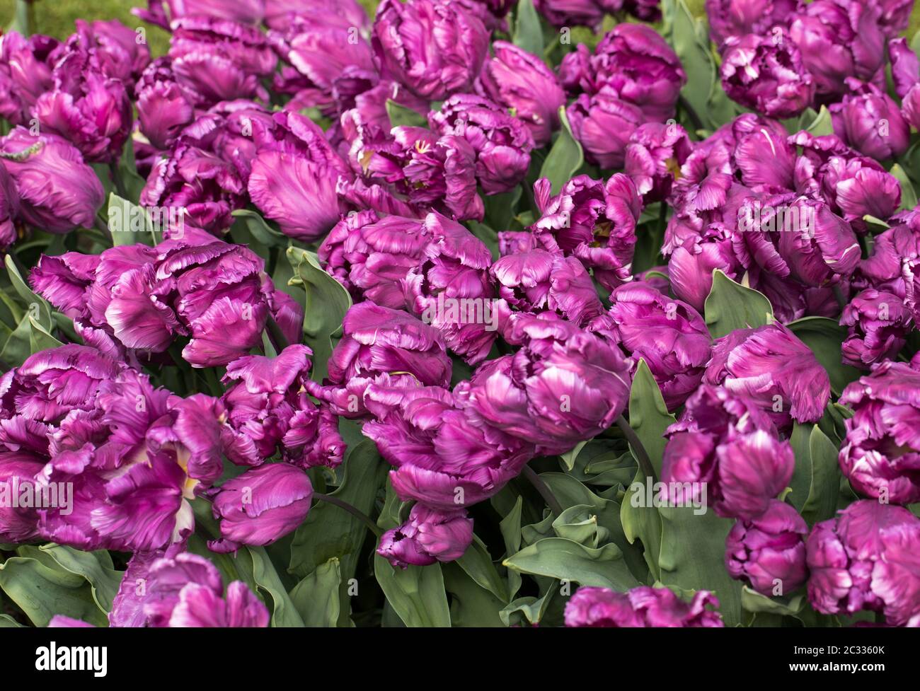 purple tulips flowers blooming in a garden Stock Photo