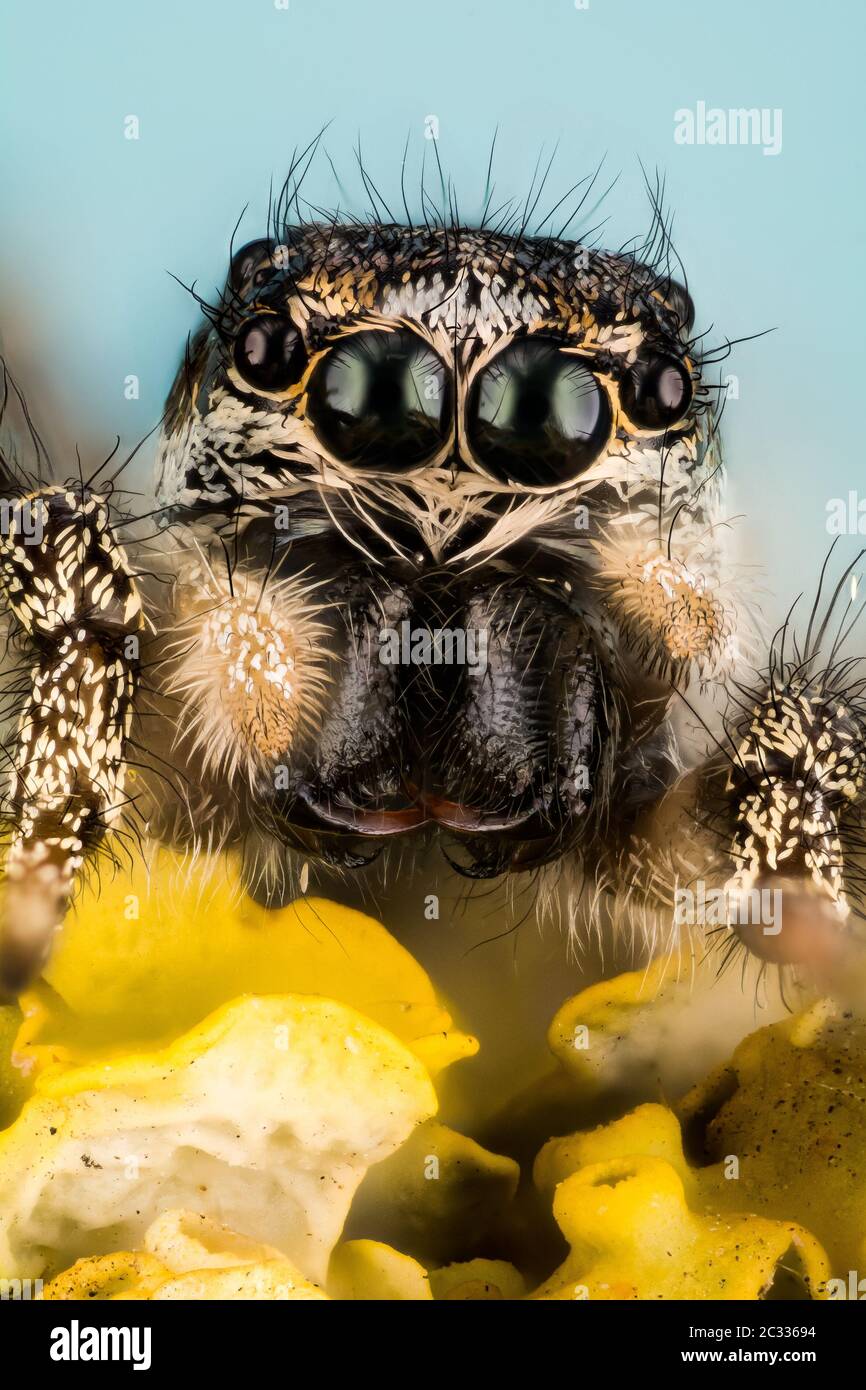 Macro Focus Stacking portrait of Zebra Spider or Common Jumping Spider . His Latin name is Salticus scenicus. Stock Photo