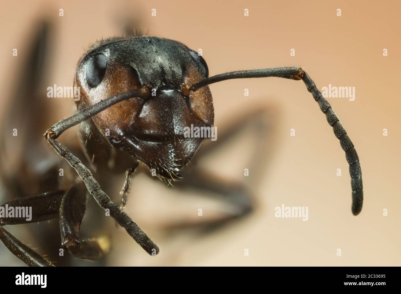 Ant portrait hi-res stock photography and images - Alamy