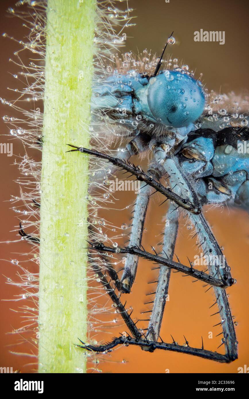 Macro Focus Stacking portrait of Azure Damselfly in dew. Her Latin name ...