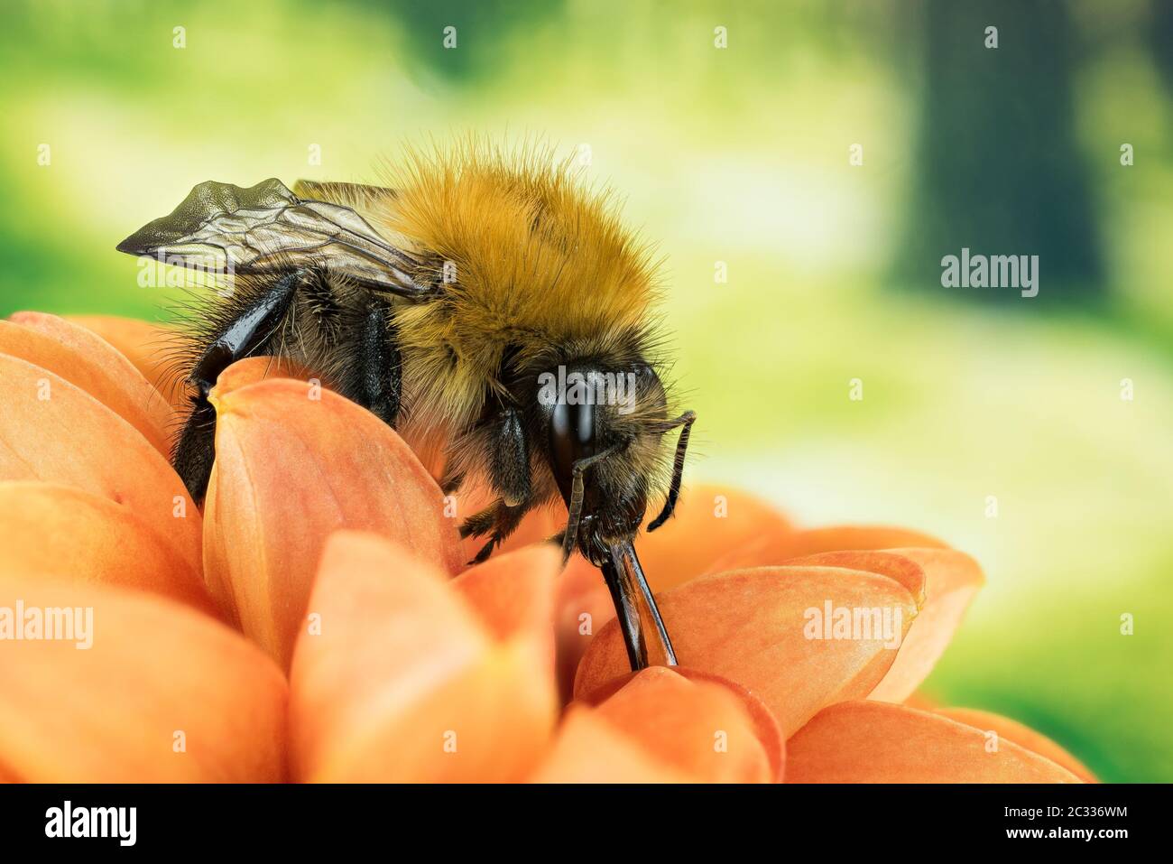 Macro Focus Stacking shot of Field cuckoo bumblebee. His Latin name is Bombus campestris. Stock Photo