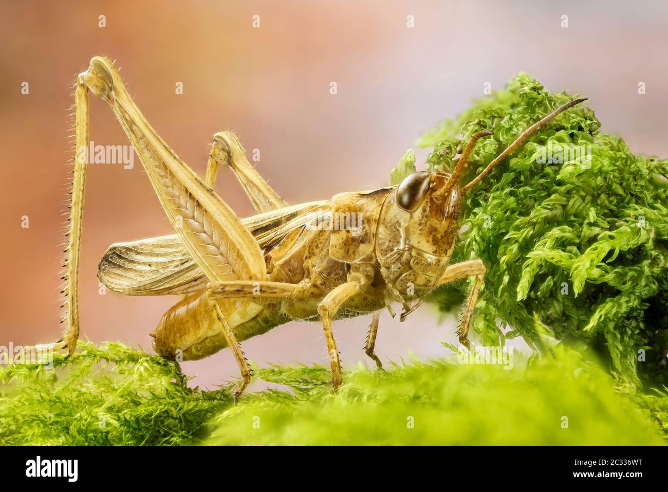 Macro Focus Stacking shot of Common Field Grasshopper. His Latin name is Chorthippus brunneus Stock Photo