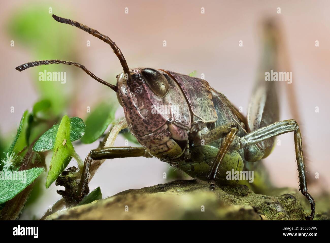 Macro Focus Stacking shot of Common Field Grasshopper. His Latin name is Chorthippus brunneus Stock Photo