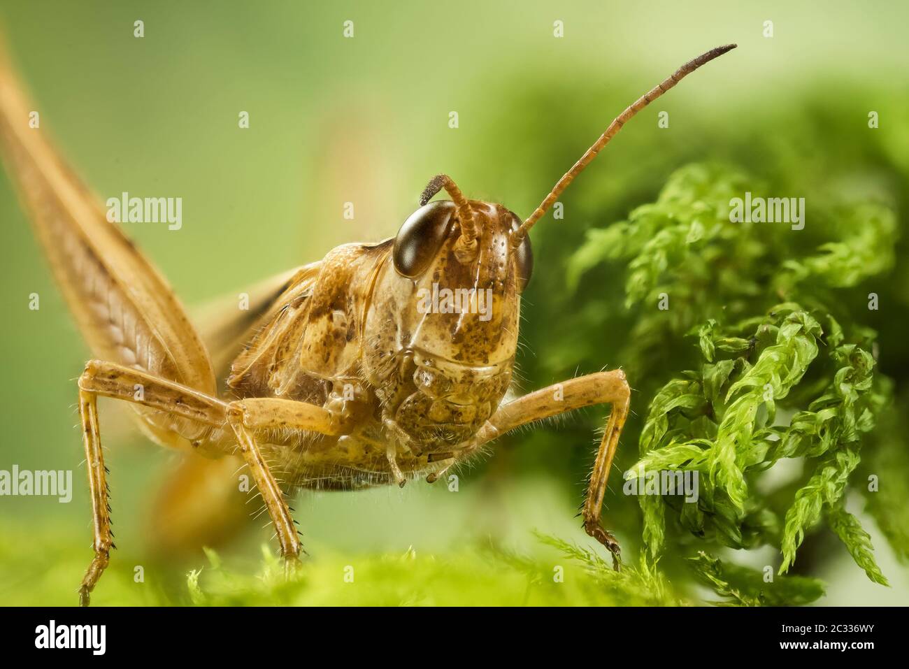 Macro Focus Stacking shot of Common Field Grasshopper. His Latin name is Chorthippus brunneus Stock Photo
