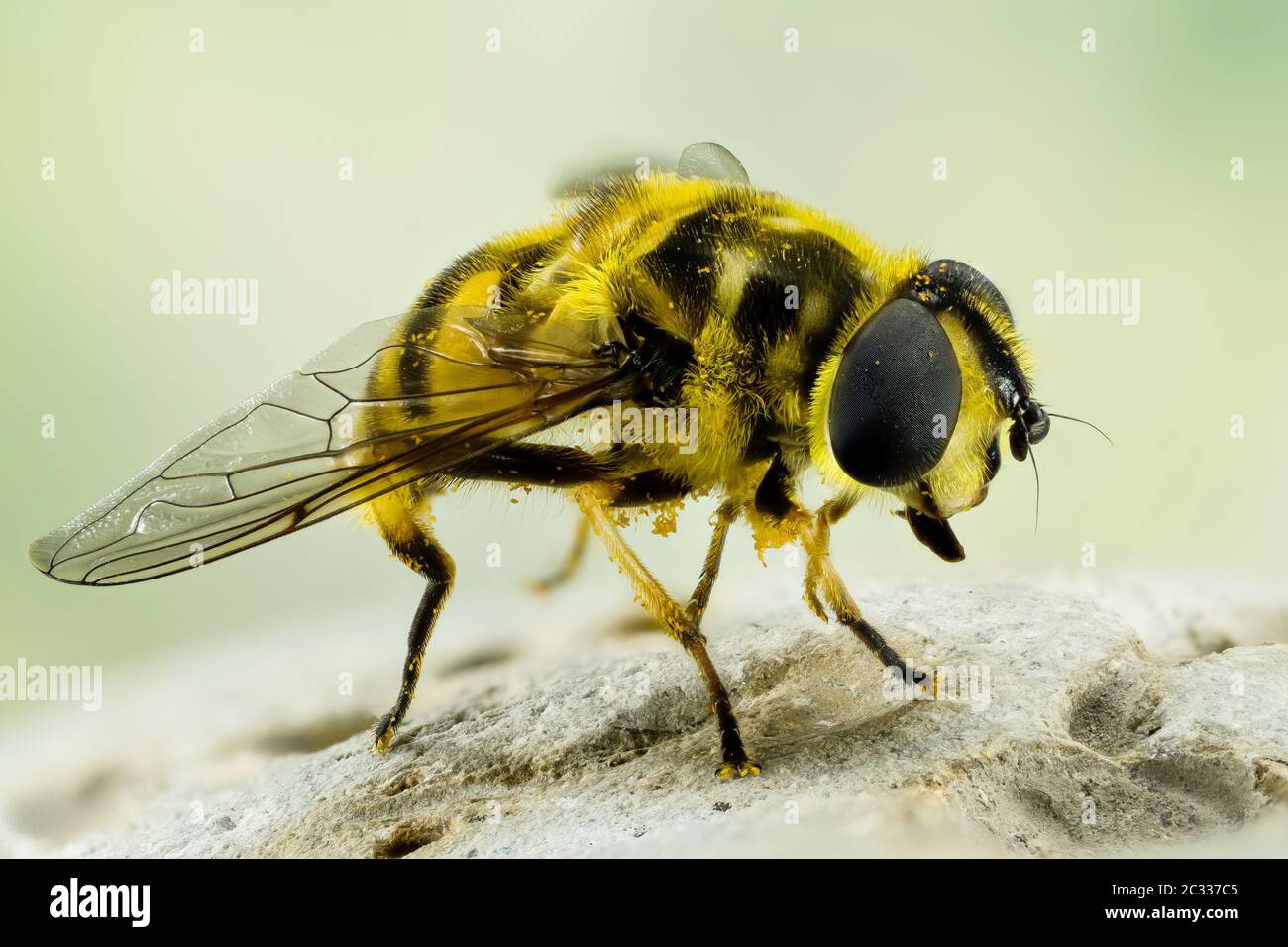 Macro Focus Stacking shot of Hoverfly Stock Photo