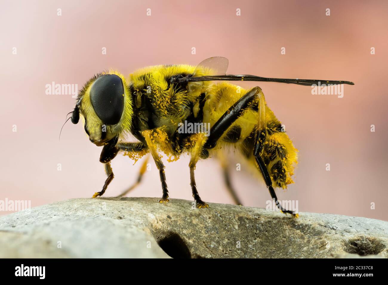 Macro Focus Stacking shot of Hoverfly Stock Photo
