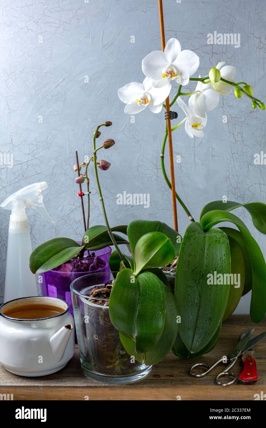 Indoor floriculture, orchids. Stock Photo