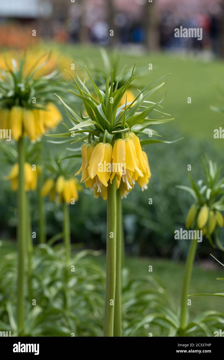 Spring Blooming Yellow Fritillaria Imperialis In Garden Stock Photo Alamy spring-blooming-yellow-fritillaria-imperialis-in-garden-stock-photo-alamy