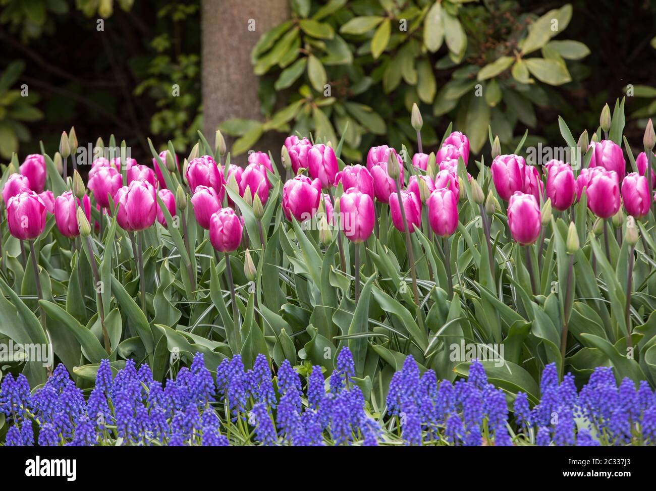 pink tulips and blue hyacinth blooming in a garden Stock Photo - Alamy