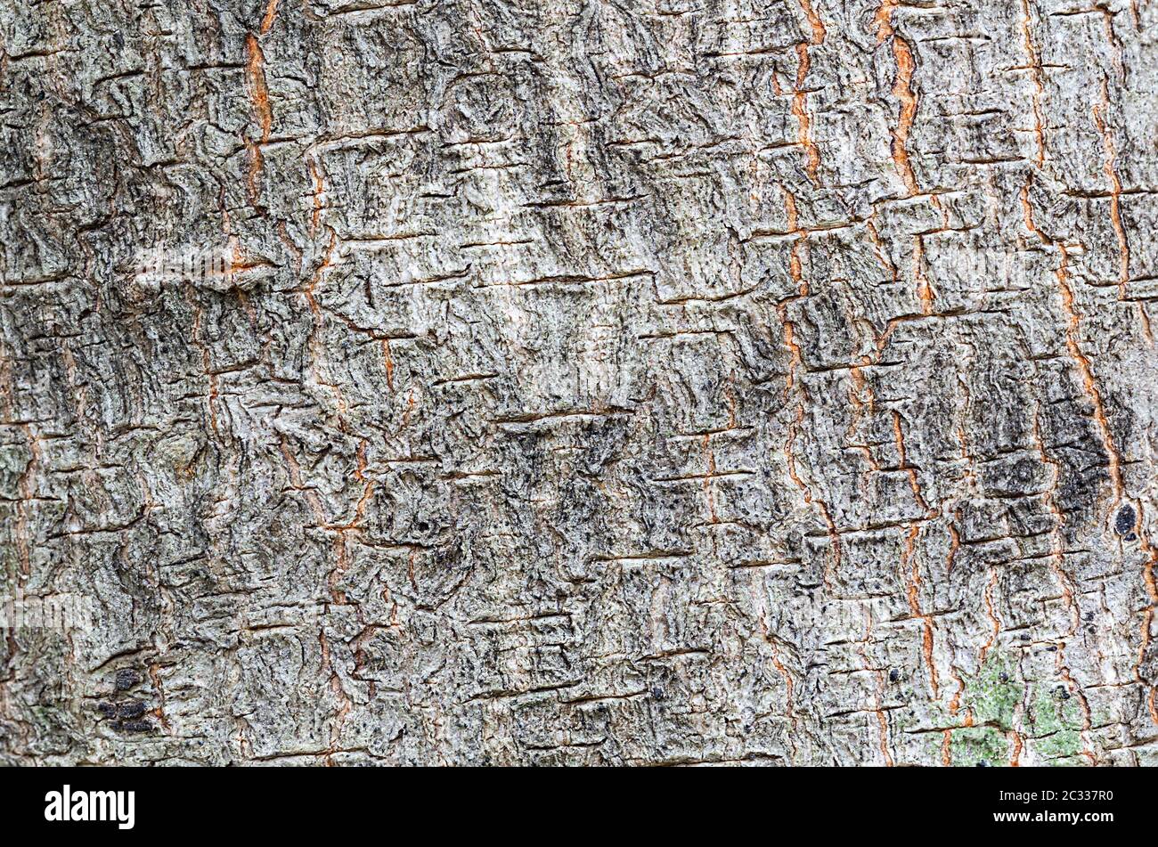 Trunk Image Natural background concept of close up tree trunk image Stock Photo - Alamy