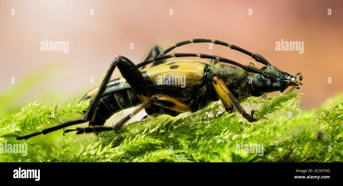 Macro Focus Stacking shot of Spotted Longhorn Beetle. His Latin name is Rutpela maculata. Stock Photo