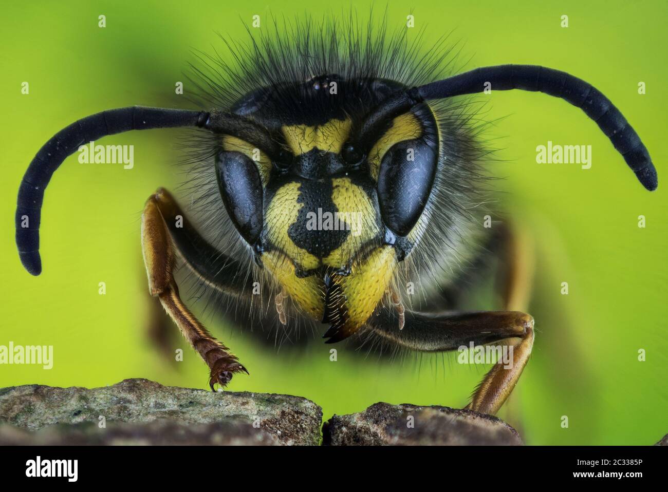 Macro Focus Stacking Portrait of Common Wasp. Her Latin name is Vespula vulgaris. Stock Photo