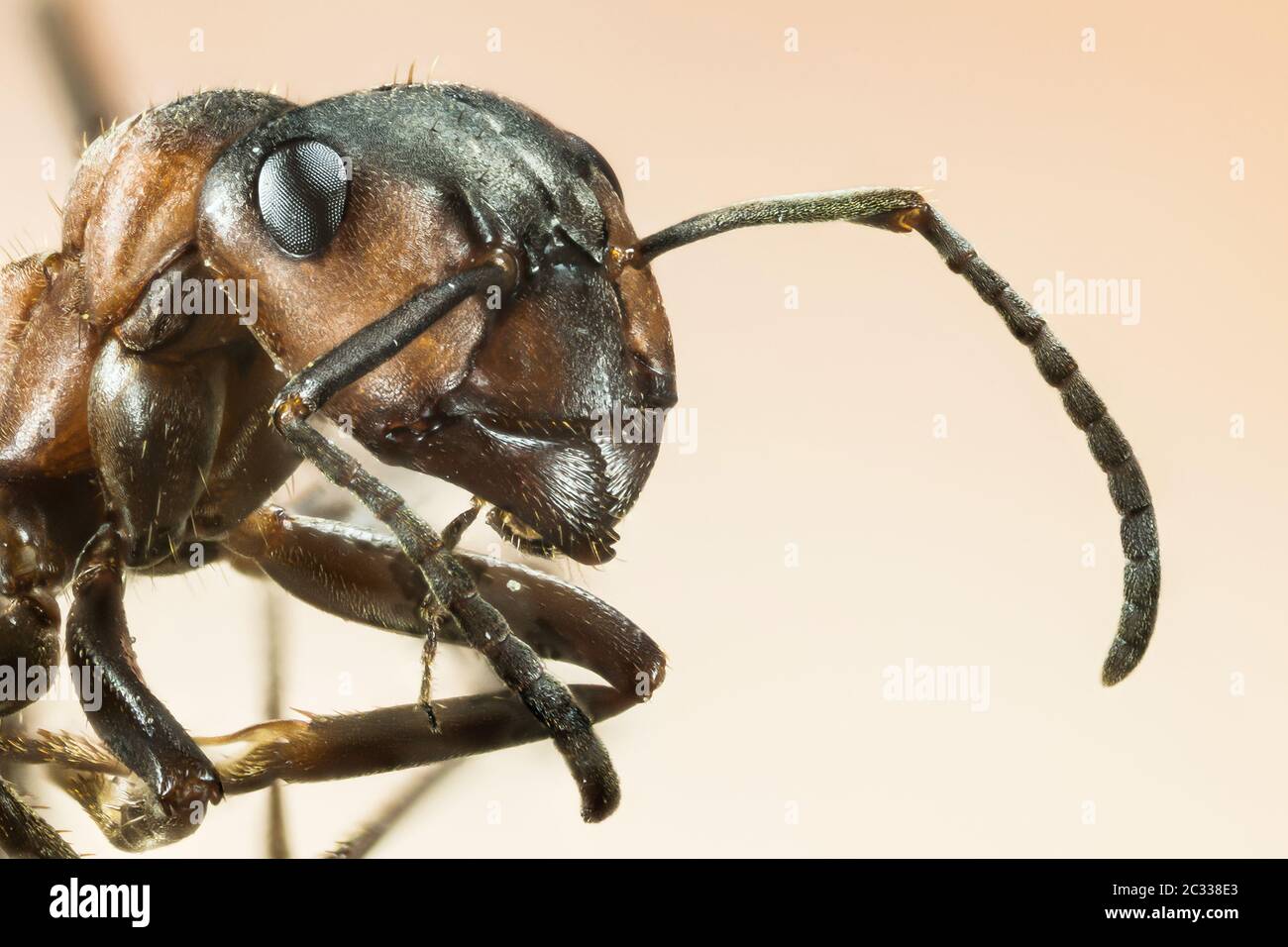 Focus Stacking Portrait of Red Wood Ant. Her Latin name is Formica rufa