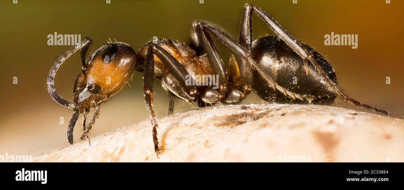 Focus Stacking Portrait of Red Wood Ant. Her Latin name is Formica rufa. Stock Photo
