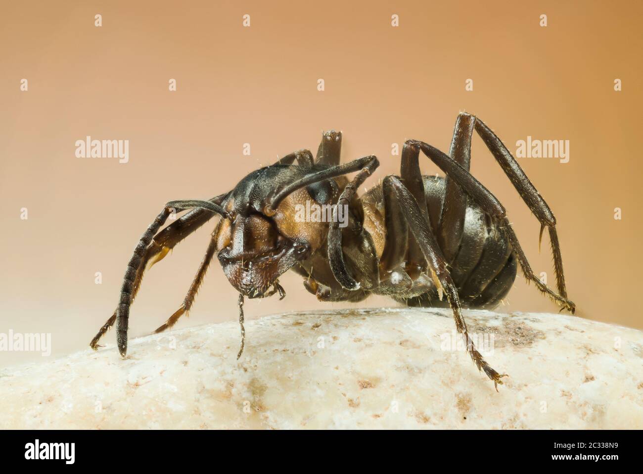 Focus Stacking Portrait of Red Wood Ant. Her Latin name is Formica rufa