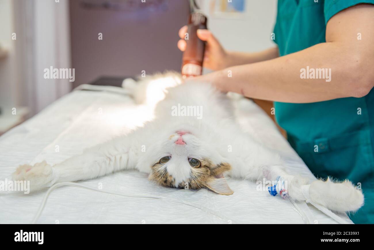 Cat doctor shave hires stock photography and images Alamy
