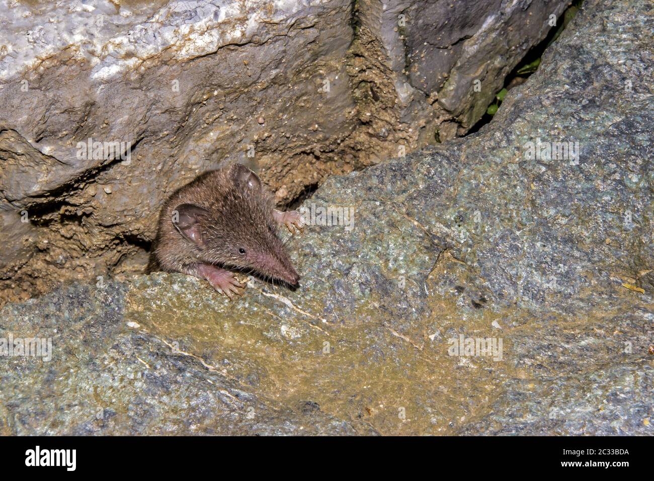 European white-toothed shrew 'Crocidura russula' Stock Photo