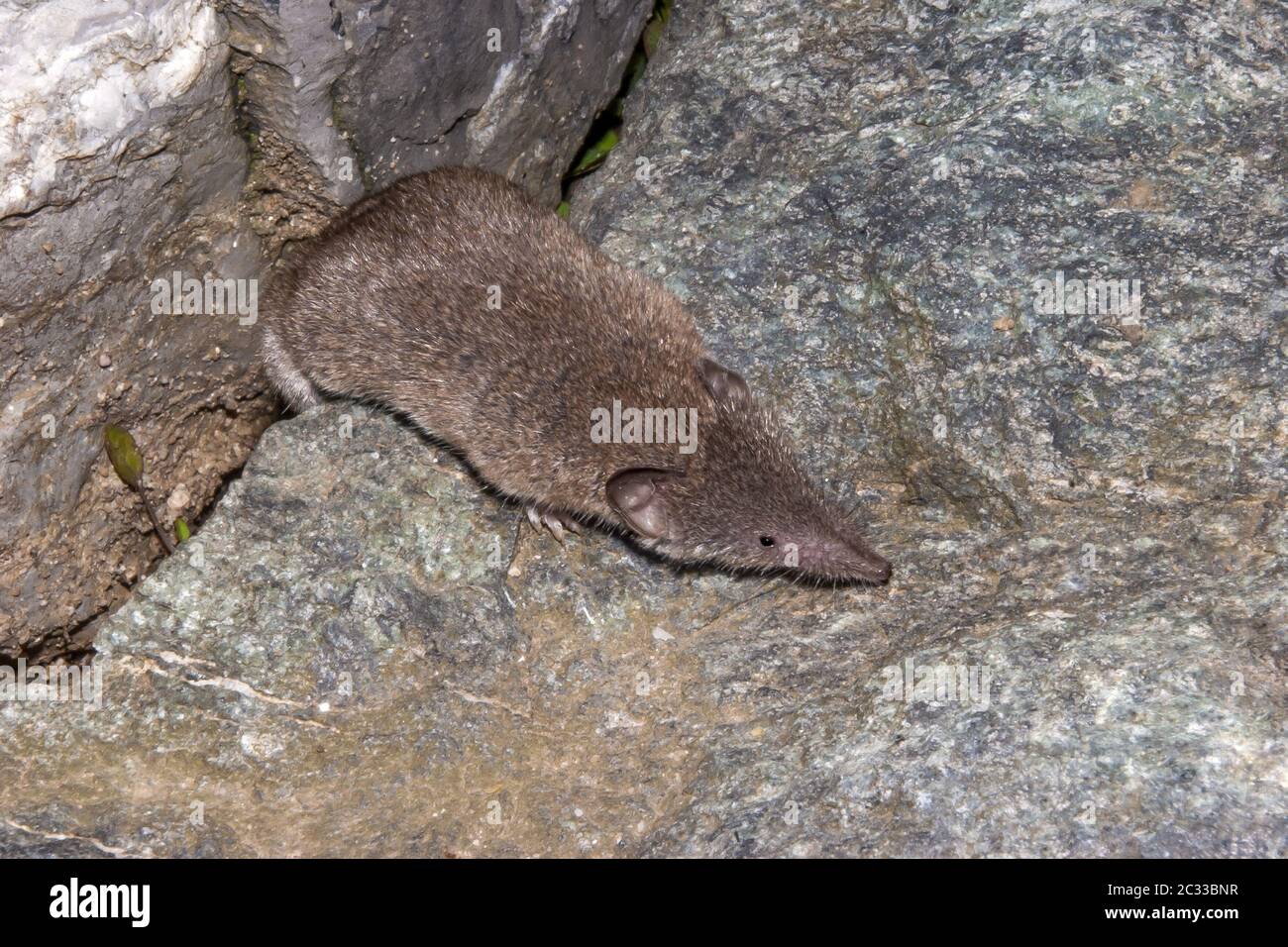 European shrew hi-res stock photography and images - Alamy European shrew hi-res stock photography and images - Alamy