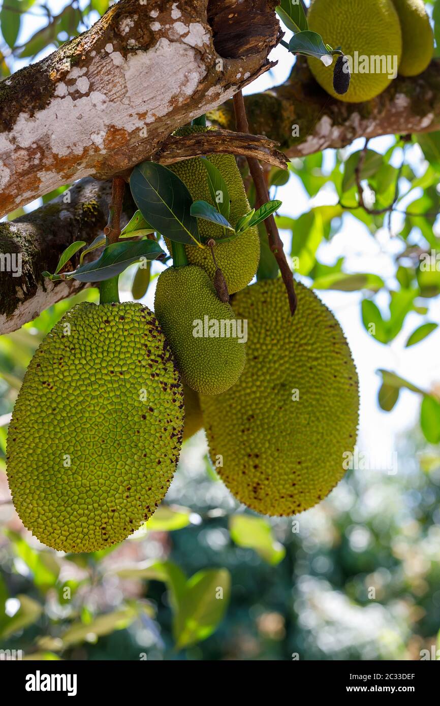 Jackfruit (Artocarpus Heterophyllus) Madagascar. Ripe seeds and the unripe fruit are consumed. jackfruit is a multiple fruit composed of thousands of Stock Photo