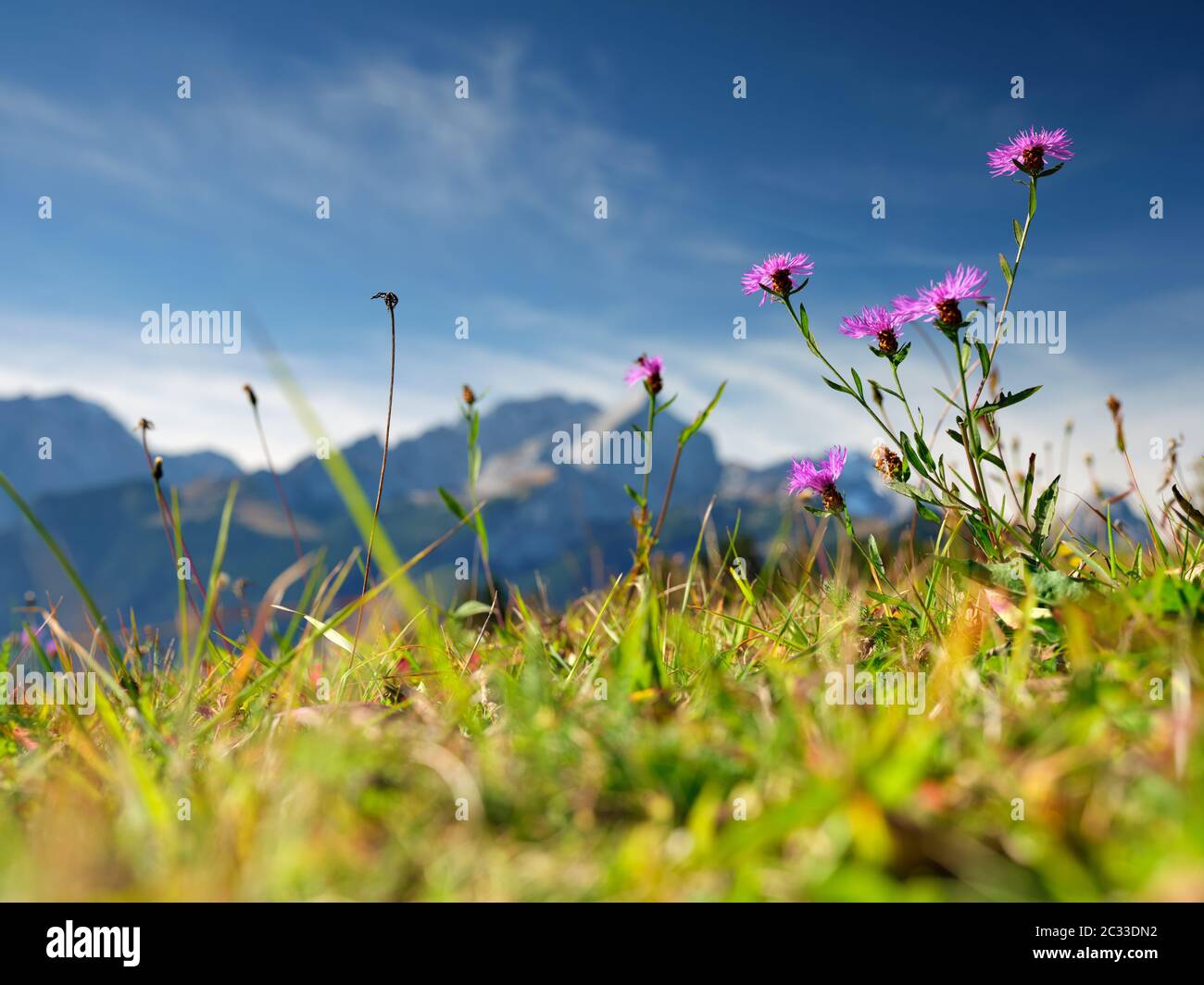 Flowers on the mountain Eckbauer near Garmisch-Partenkirchen in Bavaria, Germany Stock Photo