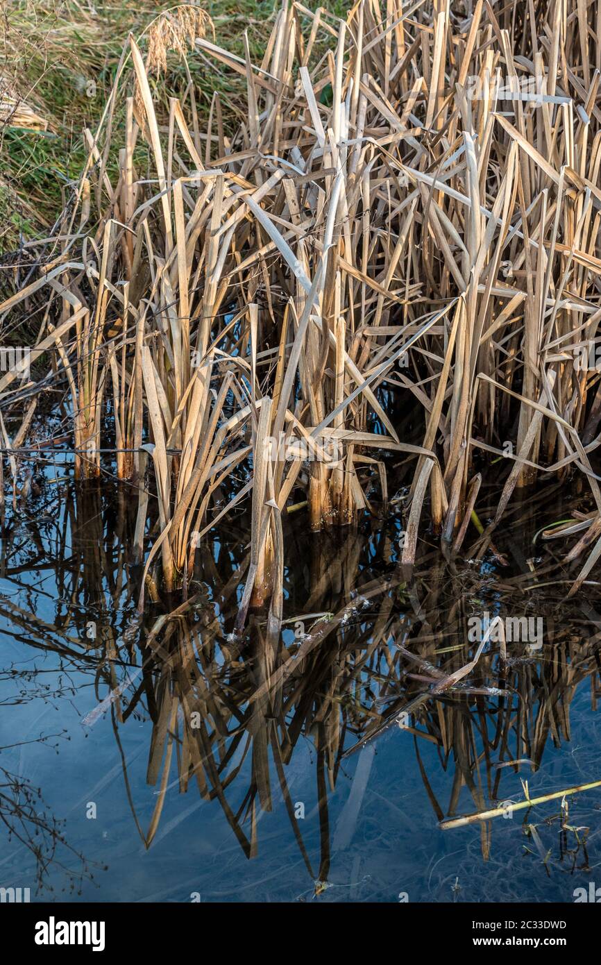 Swamp gases hires stock photography and images Alamy