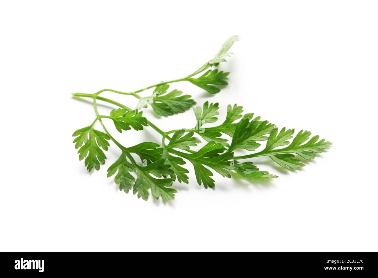 A Leaf Of Chervil Isolated On White Stock Photo