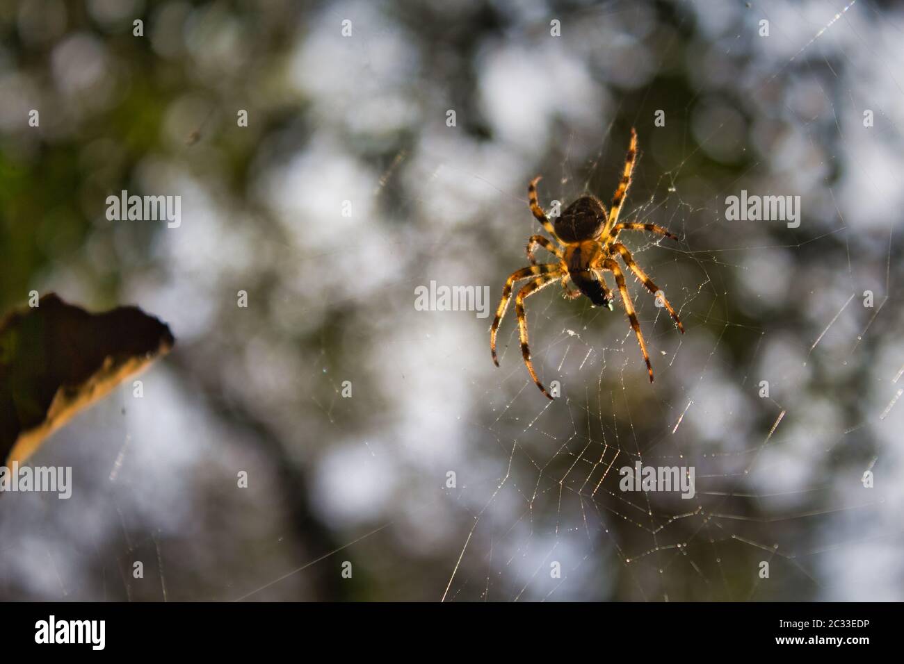 Araneus diadematus on its spiderweb. Garden Spider from Galicia, Spain Stock Photo