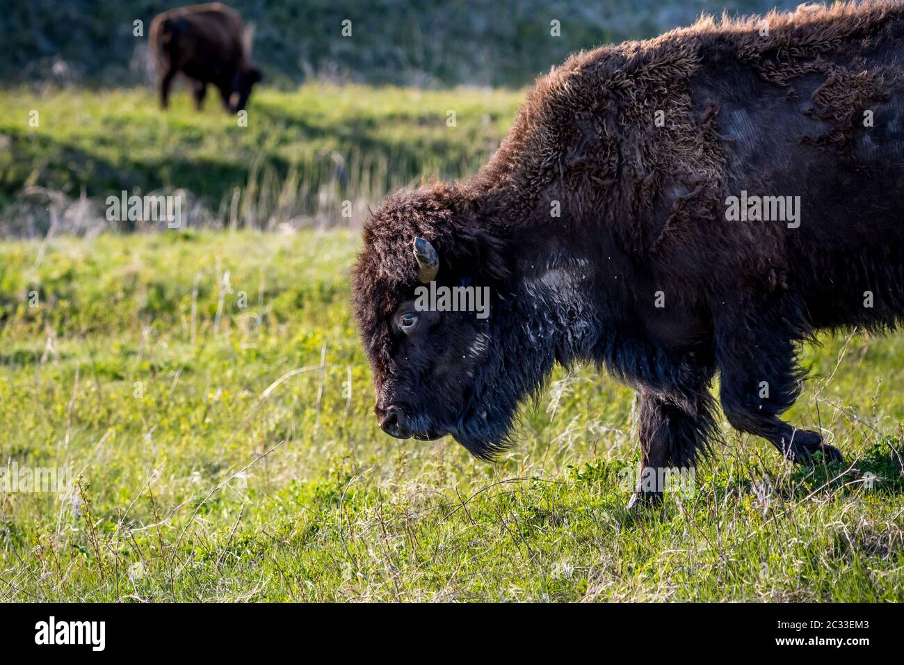 American Bison in the field of Custer State Park, South Dakota Stock Photo