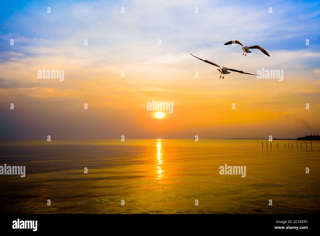 Pair of seagulls in yellow, orange, blue sky at sunrise, Animal in beautiful nature landscape for background, Two birds flying above the sea, water or Stock Photo