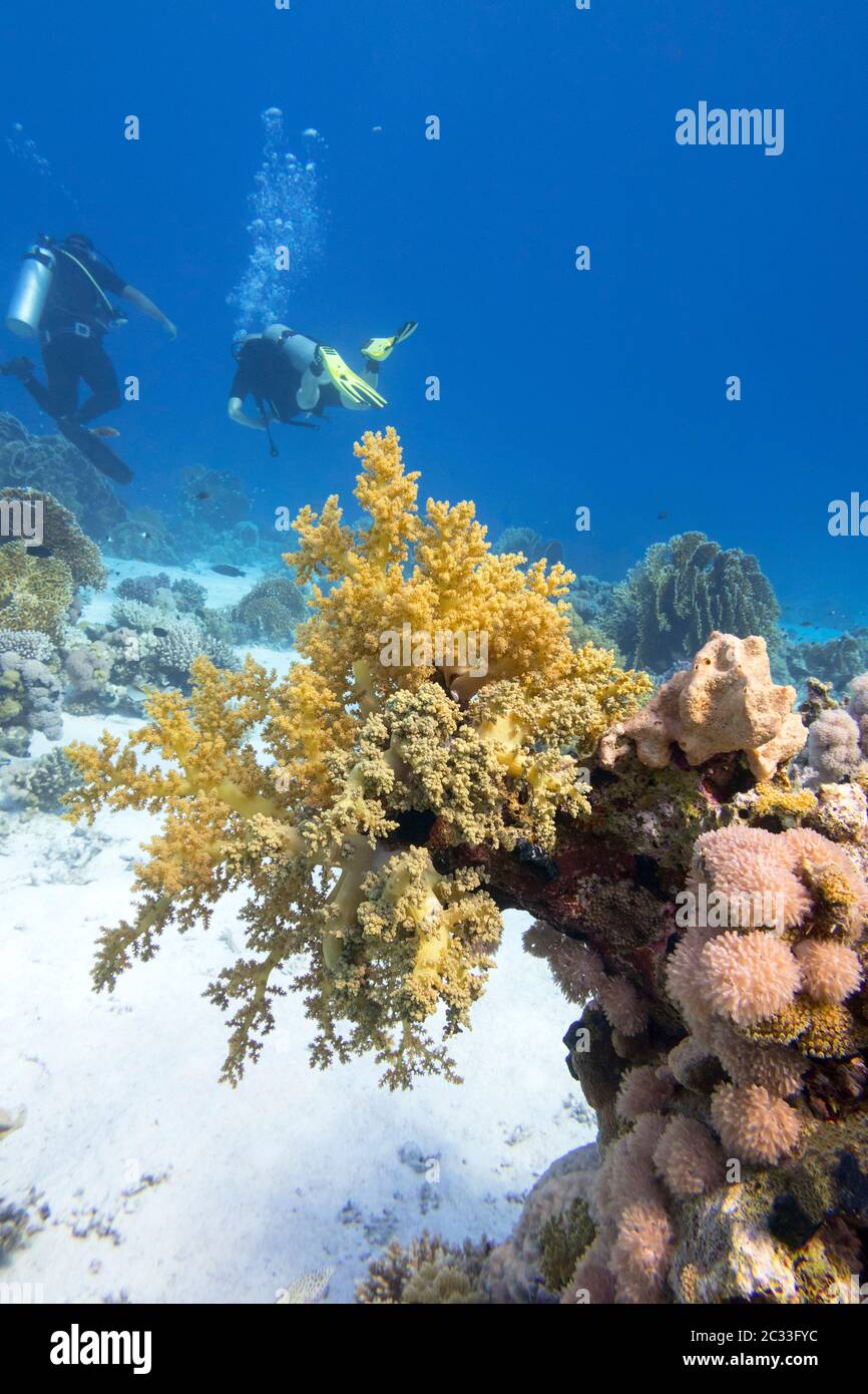 Colorful coral reef at the bottom of tropical sea, yellow broccoli coral and divers, underwater landscape Stock Photo