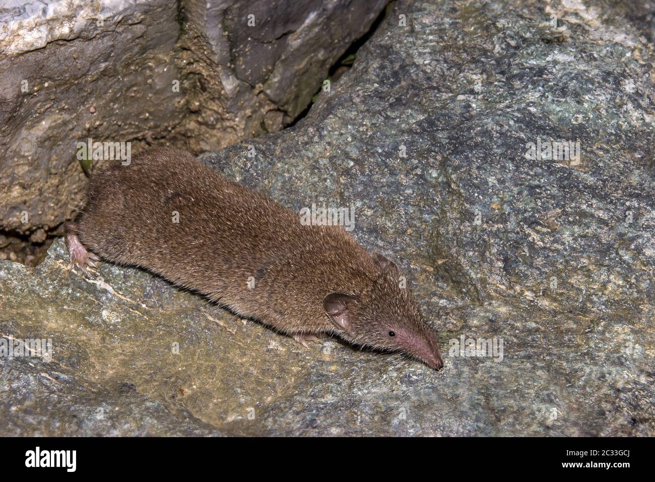 European white-toothed shrew 'Crocidura russula' Stock Photo