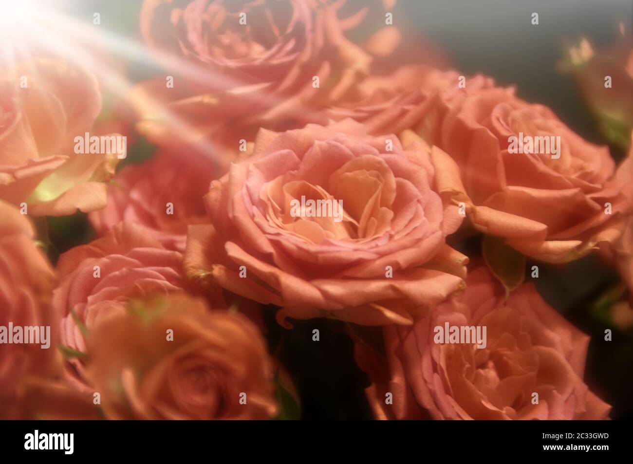 Love roses hi-res stock photography and images - Alamy
