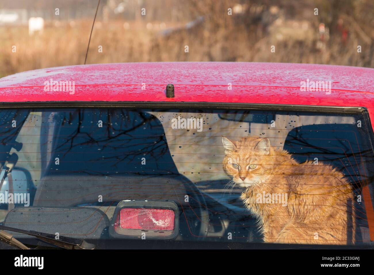 Cat in the back of car looking through the window. Traveling with a pet. red, orange cat is sitting in red auto. Train your cat to travel together. Re Stock Photo
