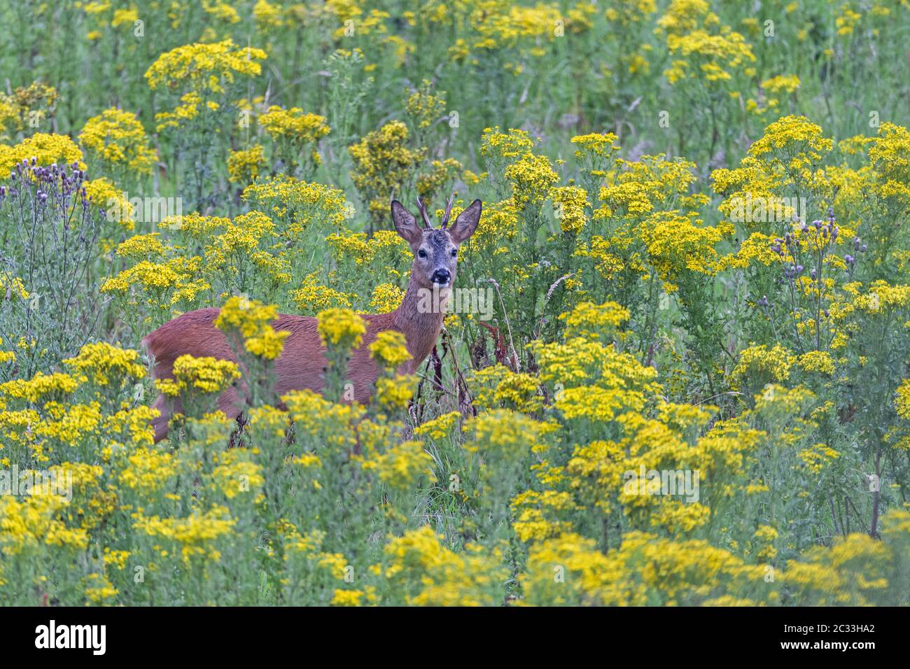 The territory of this Roebuck lies in a meadow with large populations of the Hoary Ragwort Stock Photo