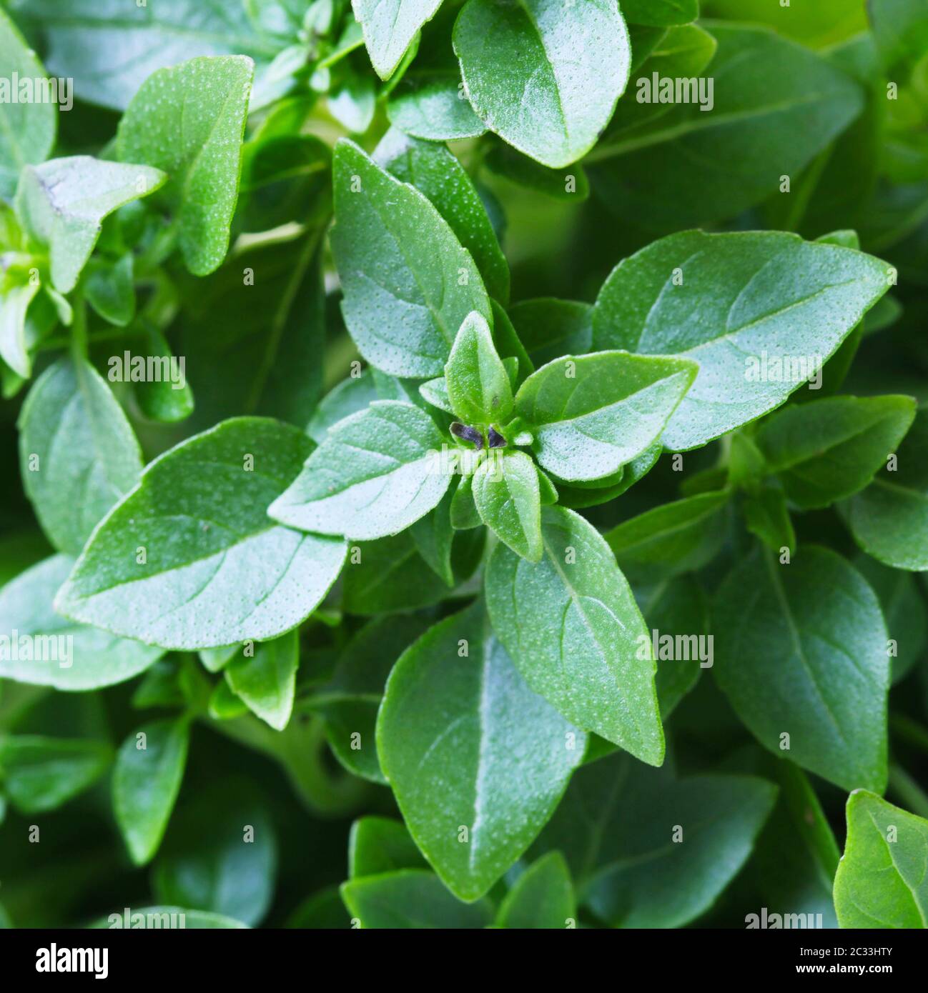 Close-Up Of Leaves Of Sweet Basil Stock Photo