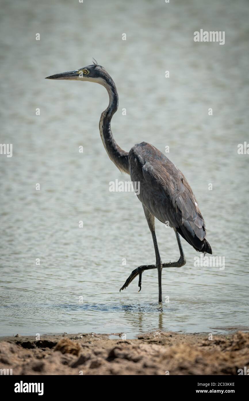 Grey heron stands lifting leg in pond Stock Photo