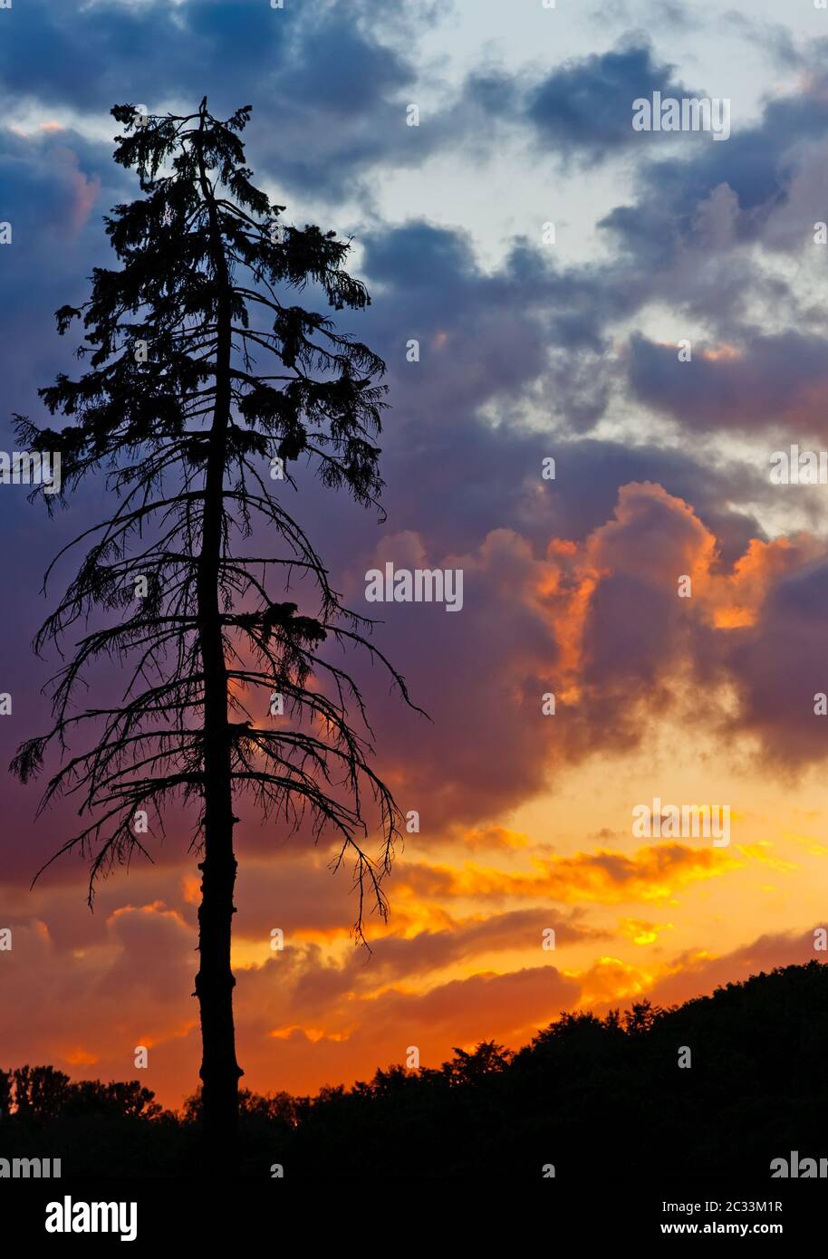 Dawn light on pine hi-res stock photography and images - Alamy